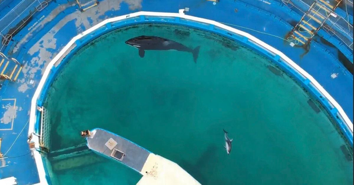 'Miserable' dolphin dies in 'filthy' concrete tank after 'multiple attacks' and theme park - The Mirror